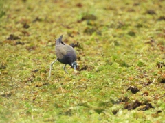 Metopidius indicus