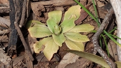 Pterostylis