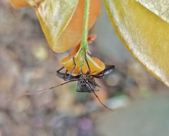 Coreoidea