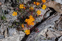 Hibbertia stellaris