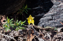 Caladenia flava flava