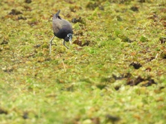 Metopidius indicus