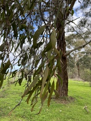 Amyema miquelii