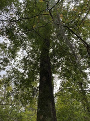 Quercus laurifolia