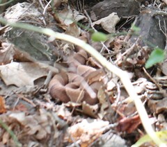 Agkistrodon laticinctus