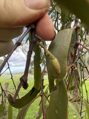 Amyema miquelii
