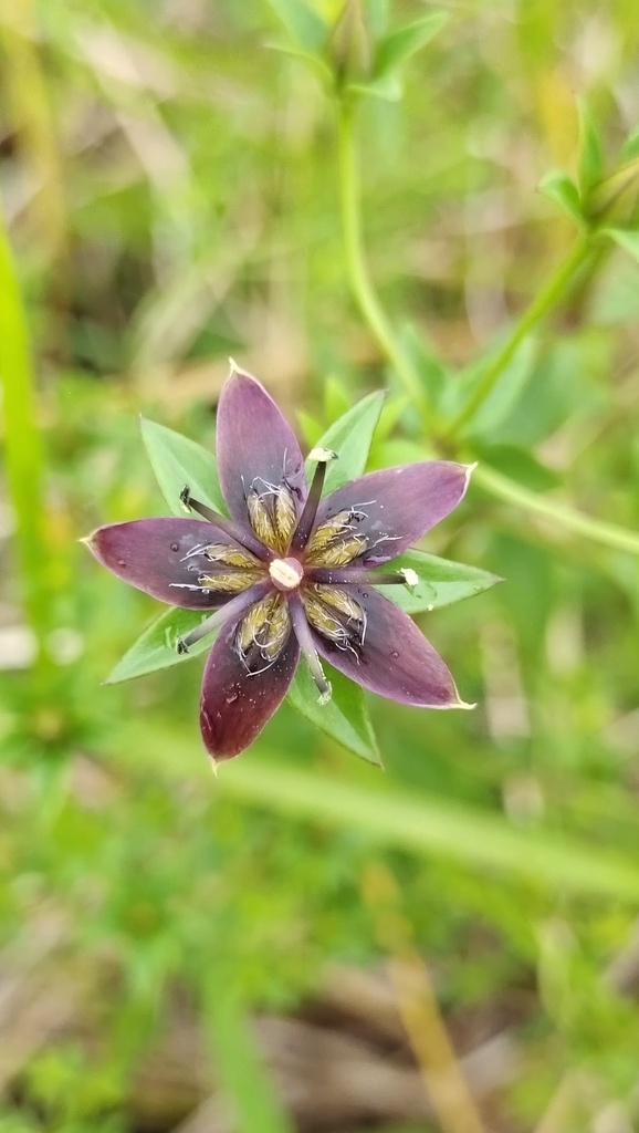 Swertia punicea