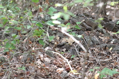 Agkistrodon laticinctus