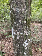 Quercus laurifolia