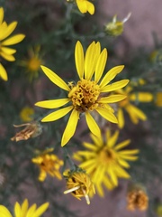 Xanthisma spinulosum