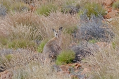 Osphranter robustus erubescens