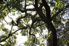Quercus stellata