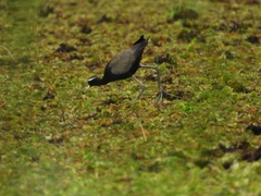 Metopidius indicus