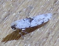 Plectoderini