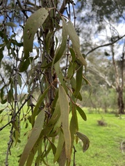 Amyema miquelii