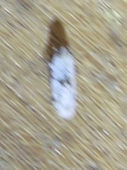 Plectoderini