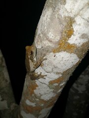 Trachycephalus vermiculatus