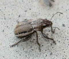 Naupactus peregrinus