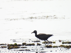 Metopidius indicus