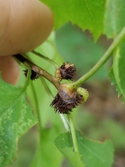 Dasineura crataegibedeguar