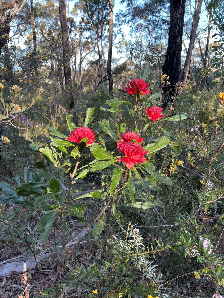 Waratah from Brisbane Water National Park, Patonga, NSW, AU on