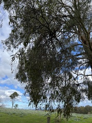 Amyema miquelii