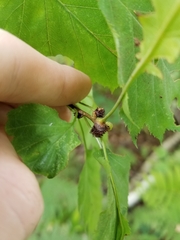 Dasineura crataegibedeguar