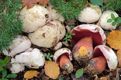 Rubroboletus rhodoxanthus