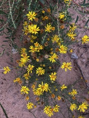 Xanthisma spinulosum