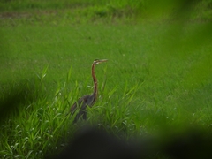Ardea purpurea