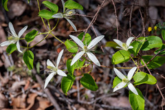 Clematis pubescens