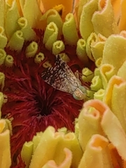 Neotephritis finalis