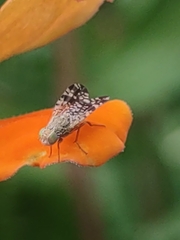 Neotephritis finalis