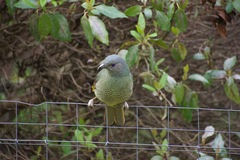 Ptilonorhynchus violaceus