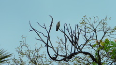 Phaeoptila sordida