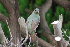 Ptilonorhynchus violaceus