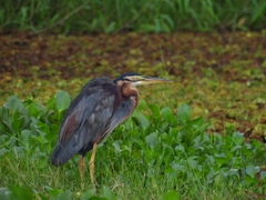 Ardea purpurea
