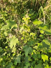 Xanthium orientale
