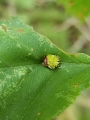 Dasineura crataegibedeguar