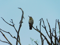Phaeoptila sordida