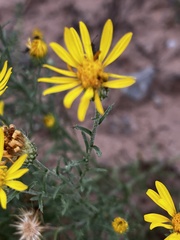 Xanthisma spinulosum