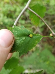 Dasineura crataegibedeguar