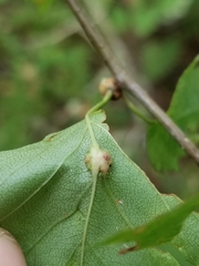 Dasineura crataegibedeguar