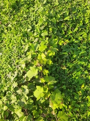 Vitis vinifera