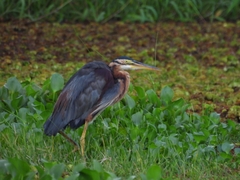 Ardea purpurea