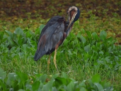 Ardea purpurea