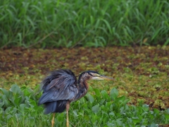 Ardea purpurea
