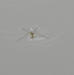 Limnogonus