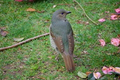 Ptilonorhynchus violaceus