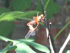 Libellula croceipennis